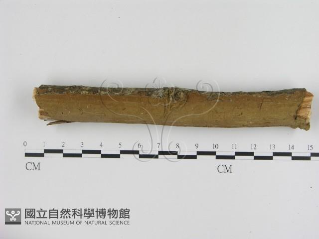 刺革菌屬藏品圖，第1張
