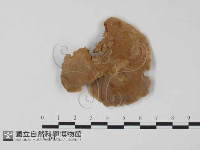 栓菌屬藏品圖，第1張