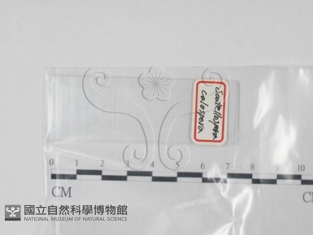 登錄號:F0016873藏品圖，第1張