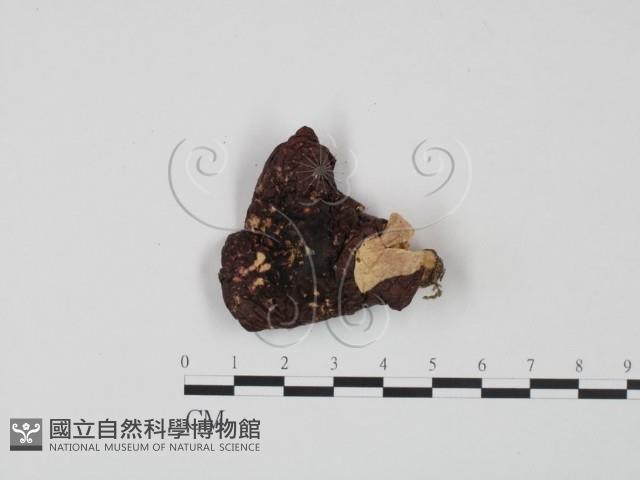 紅菇屬藏品圖，第1張