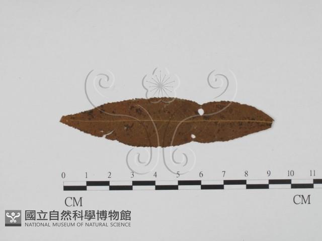 登錄號:F0011873藏品圖，第1張