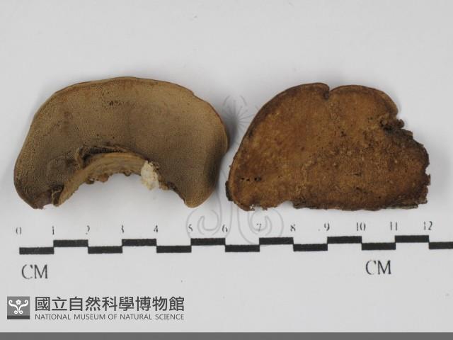 栓菌屬藏品圖，第1張