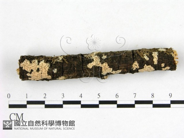 顯絲菌屬藏品圖，第1張