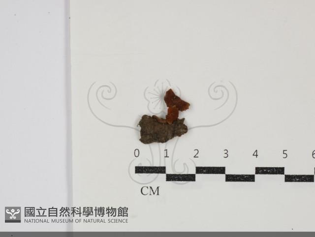 登錄號:F0034873藏品圖，第1張