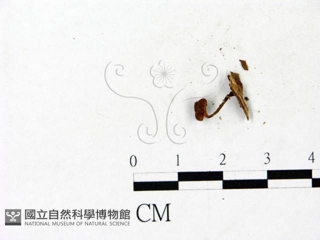 登錄號:F0022873藏品圖，第1張