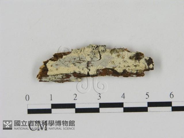 冇骨消絲齒菌藏品圖，第1張