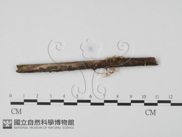 登錄號:F0012873藏品圖，第1張