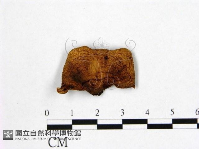 登錄號:F0015873藏品圖，第1張