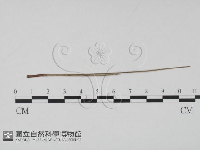 登錄號:F0019873藏品圖，第1張
