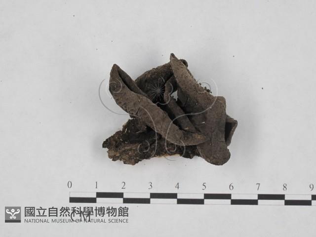 登錄號:F0013873藏品圖，第1張