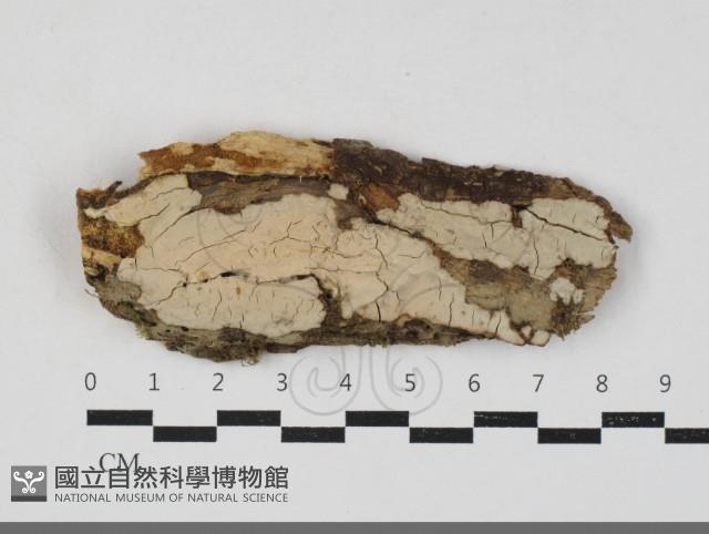 筍殼菌屬藏品圖，第1張