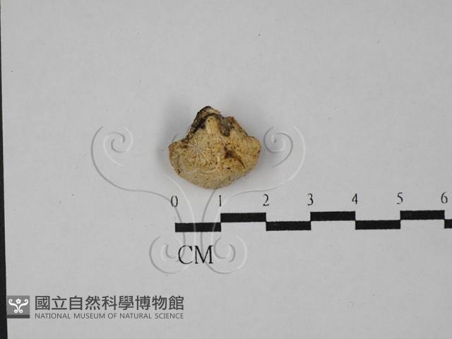 乾酪菌屬藏品圖，第1張