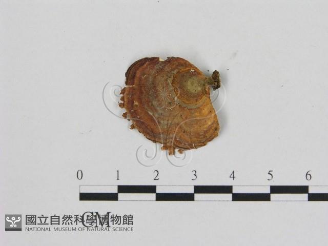 黄柄小孔菌藏品圖，第1張