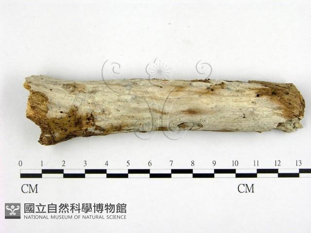 顯絲菌屬藏品圖，第1張
