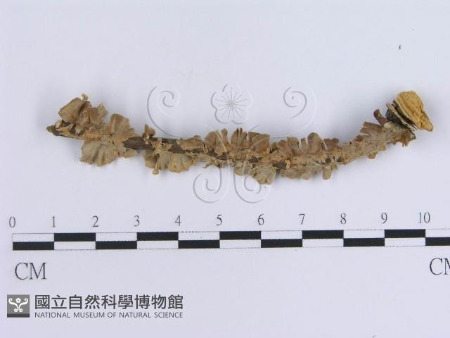 登錄號:F0000973藏品圖，第1張