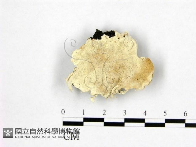 登錄號:F0006973藏品圖，第1張