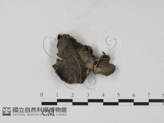 登錄號:F0001973藏品圖，第1張