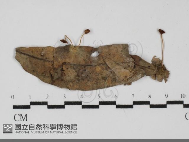 登錄號:F0031973藏品圖，第1張