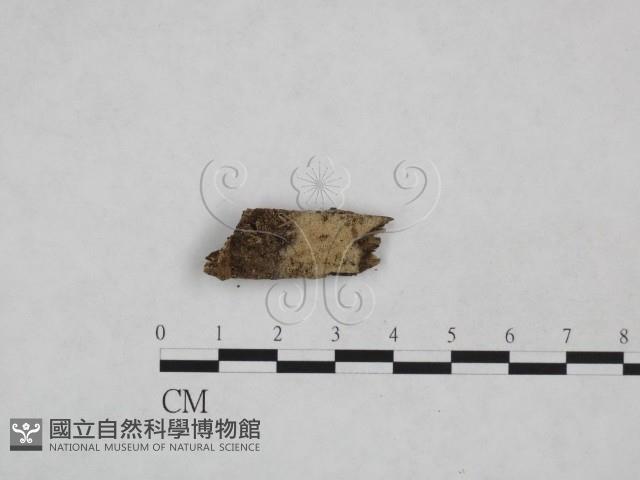 登錄號:F0024973藏品圖，第1張