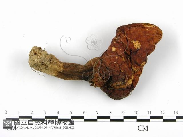 登錄號:F0004973藏品圖，第1張