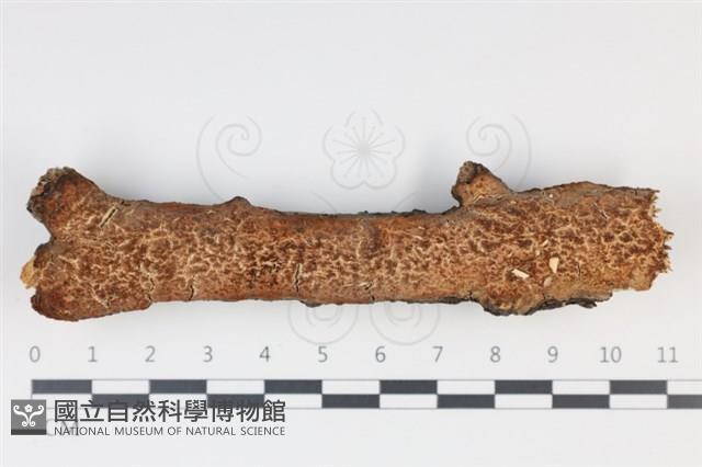 登錄號:F0034973藏品圖，第1張