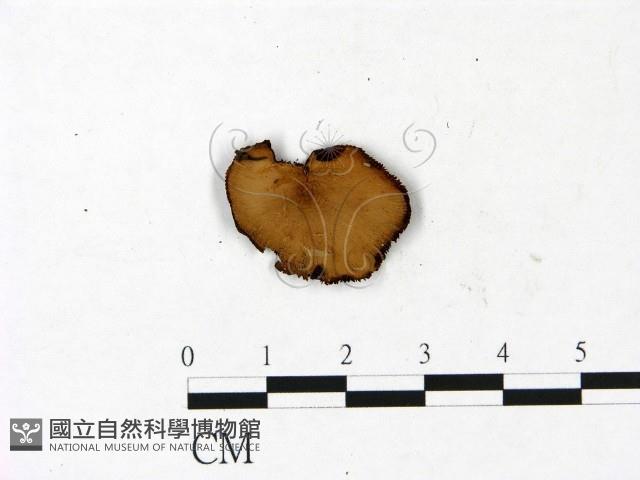 登錄號:F0022973藏品圖，第1張