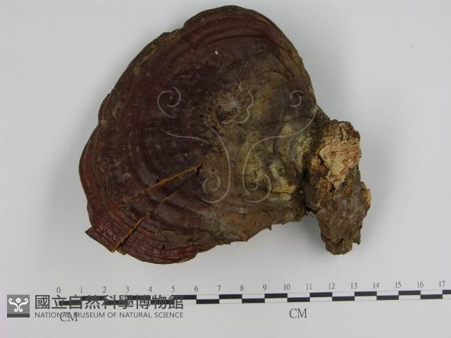 登錄號:F0002973藏品圖，第1張