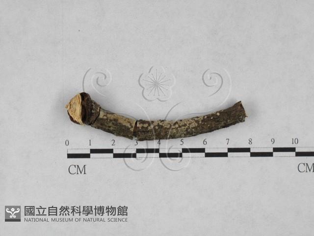 登錄號:F0027973藏品圖，第1張