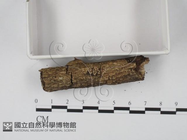 登錄號:F0017973藏品圖，第1張