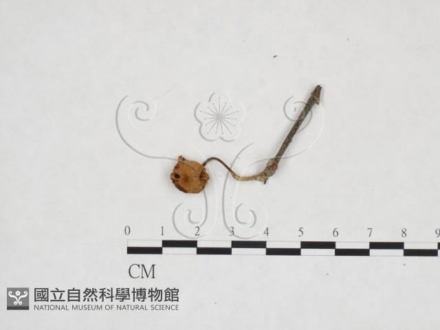 登錄號:F0025973藏品圖，第1張