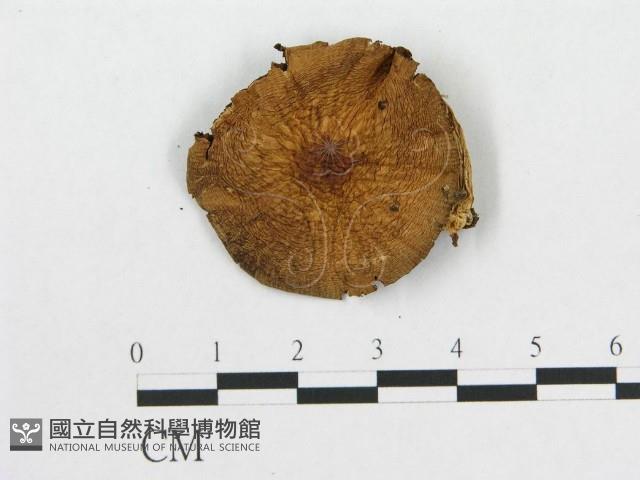 登錄號:F0015973藏品圖，第1張