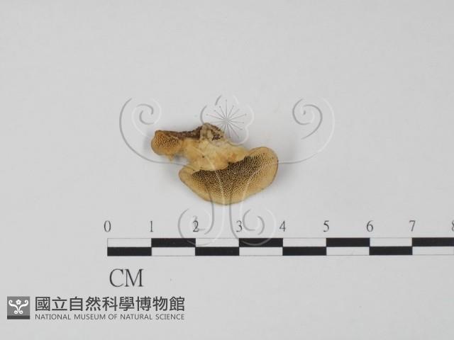 登錄號:F0019973藏品圖，第1張