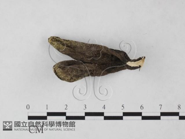 炭角菌屬藏品圖，第1張