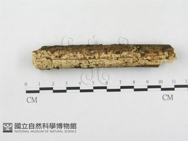 登錄號:F0003973藏品圖，第1張