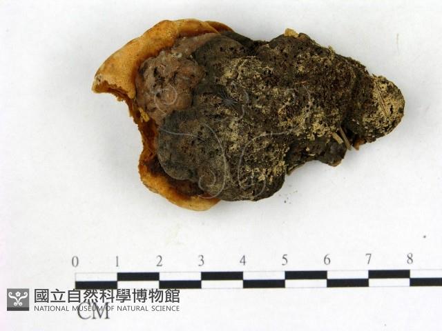 登錄號:F0013973藏品圖，第1張