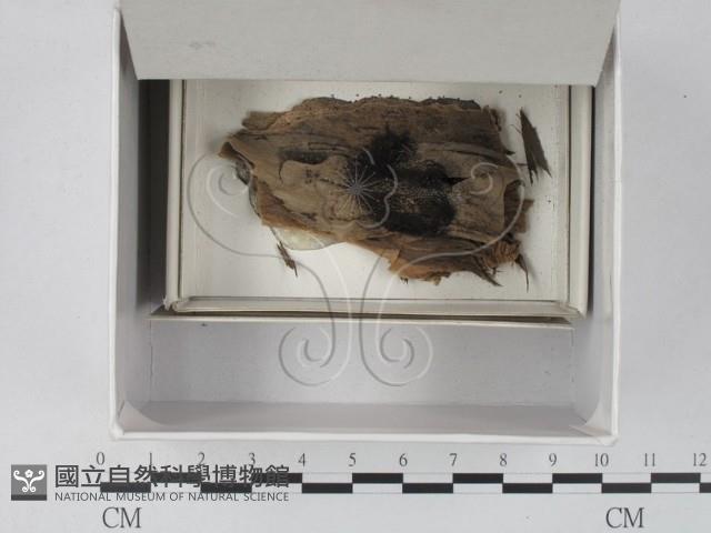 登錄號:F0018673藏品圖，第1張