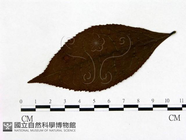 登錄號:F0020673藏品圖，第1張