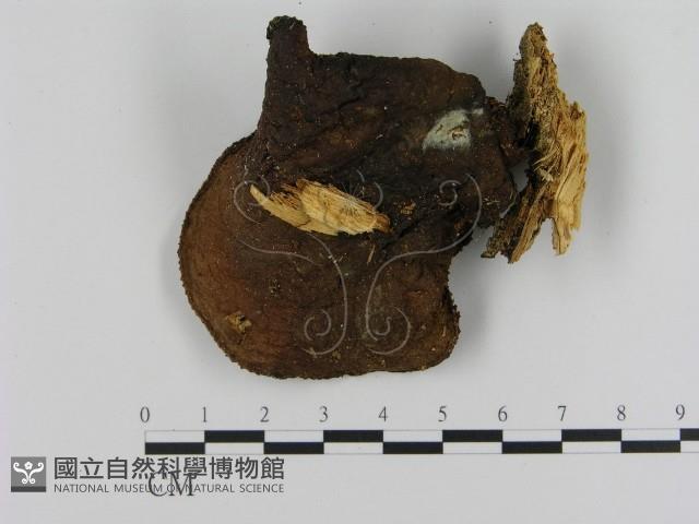 登錄號:F0010673藏品圖，第1張