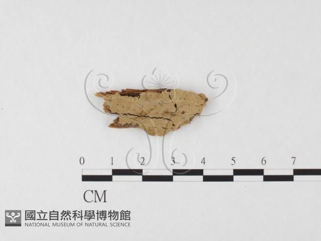登錄號:F0026673藏品圖，第1張