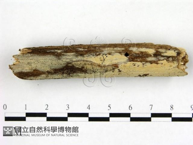 冇骨消絲齒菌藏品圖，第1張
