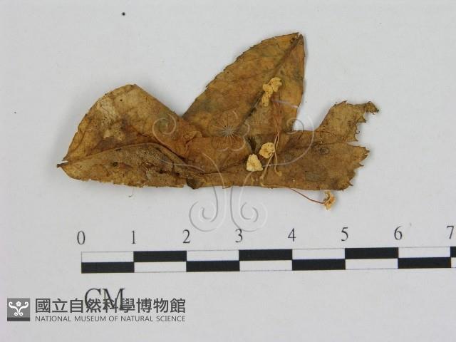 小菇屬藏品圖，第1張
