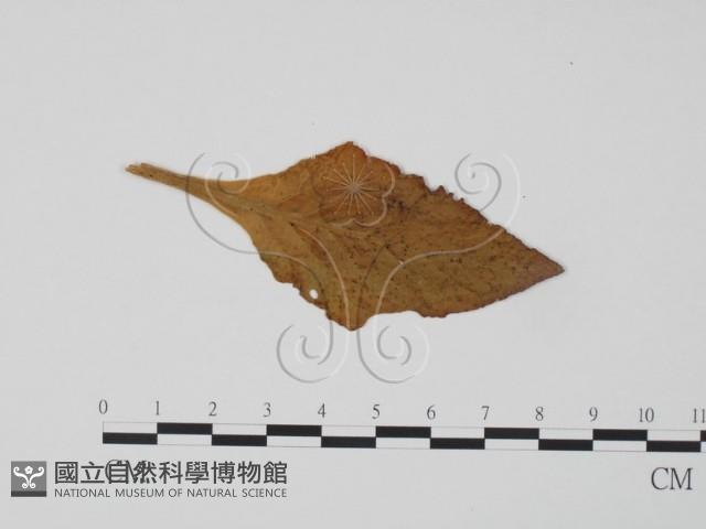 登錄號:F0011673藏品圖，第1張