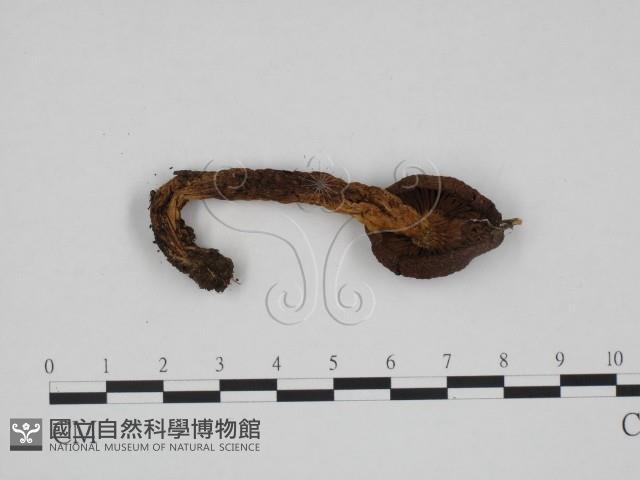 登錄號:F0024673藏品圖，第1張