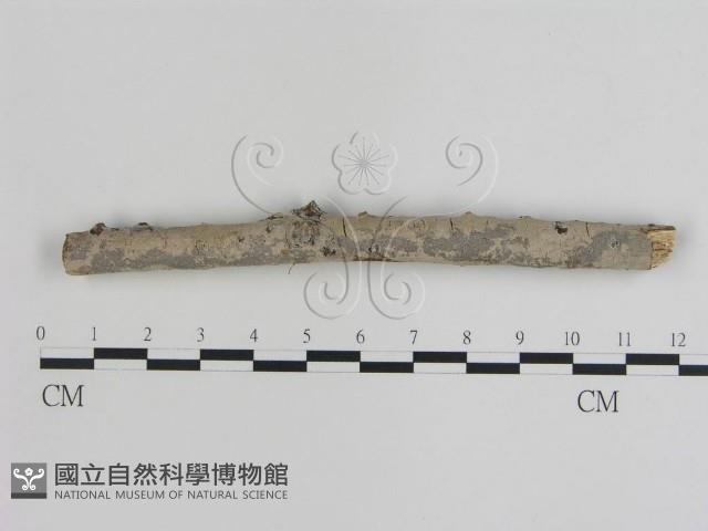登錄號:F0014673藏品圖，第1張