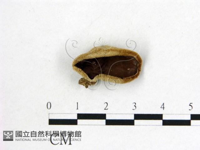 登錄號:F0002673藏品圖，第1張