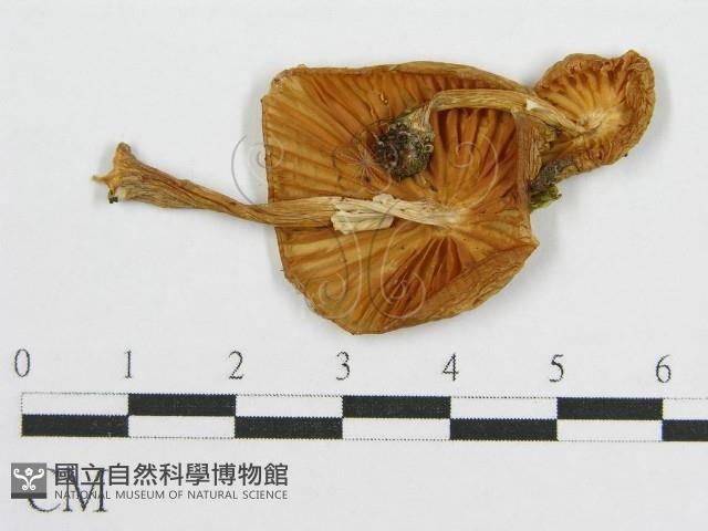 登錄號:F0012673藏品圖，第1張