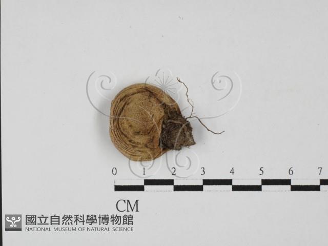 登錄號:F0027673藏品圖，第1張