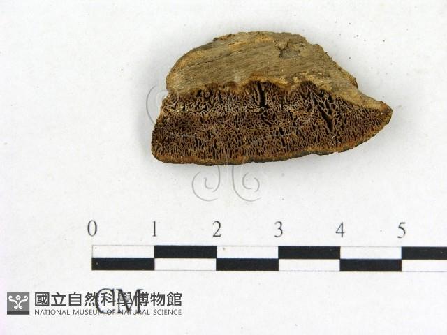 登錄號:F0017673藏品圖，第1張