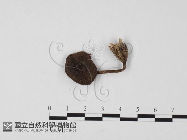 登錄號:F0025673藏品圖，第1張