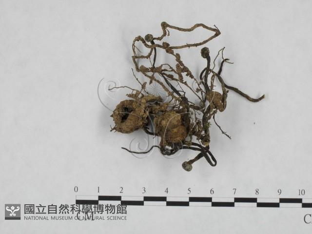 登錄號:F0005673藏品圖，第1張